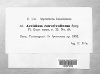 Aecidium convolvulinum image